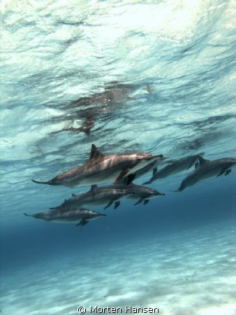 Pod of Spinner-Dolphins in a shallow lagoon in the deep s... by Morten Hansen 