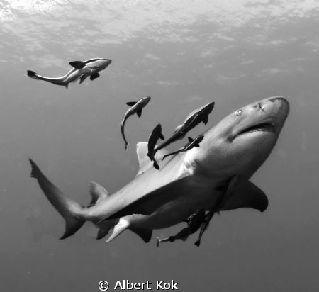 Lemon shark and remora's. by Albert Kok 