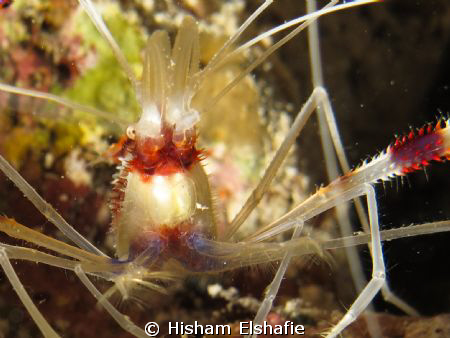 Banded shrimp by Hisham Elshafie 