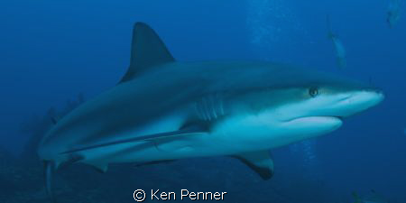 Caribbean Reef Shark. Taken in Roatan, Honduras. by Ken Penner 