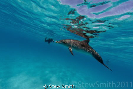 snorkelling with dolphins is so fun, but really hard work. by Stew Smith 