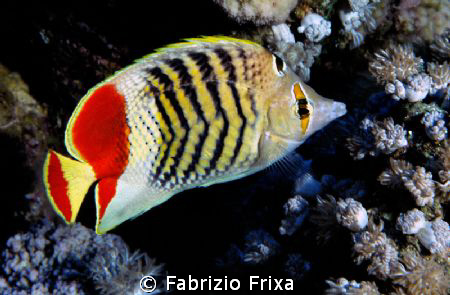 Butterfly fish in Red Sea. by Fabrizio Frixa 