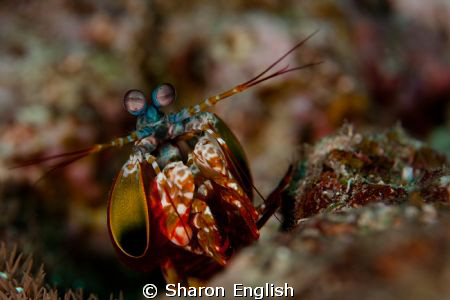 Mantis Shrimp by Sharon English 