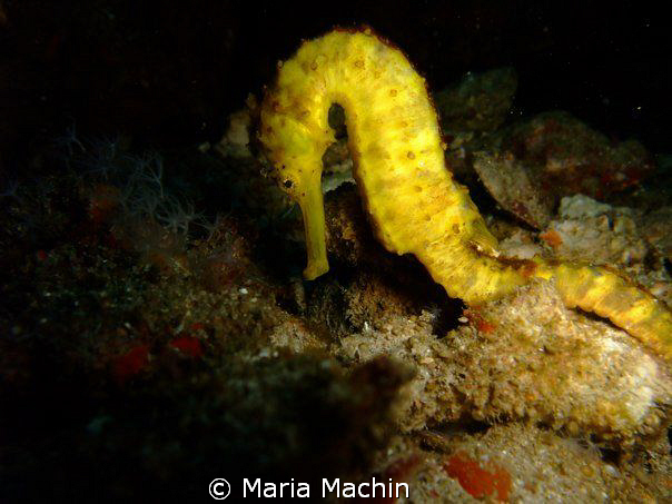 KOH TACHAI PINNACLE, 30m very shy seahorse by Maria Machin 