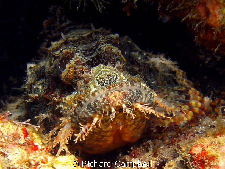 Sealife DC1000... by Richard Campbell 