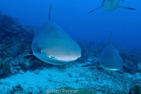 Caribbean Reef Sharks by Ken Penner 