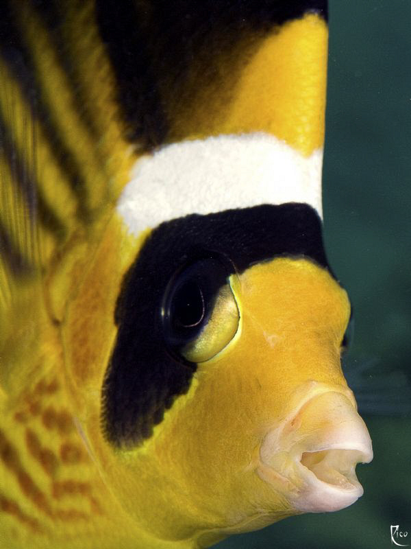 These days, I somehow like fish-portrait shots ;-) by Rico Besserdich 