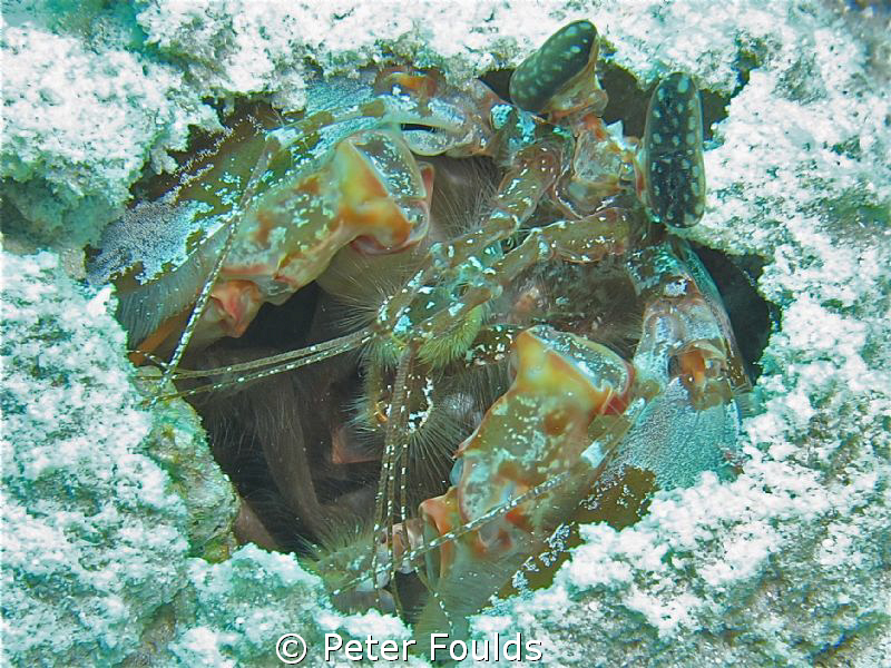 Spearing Mantis Shrimp taken with Canon G12 by Peter Foulds 