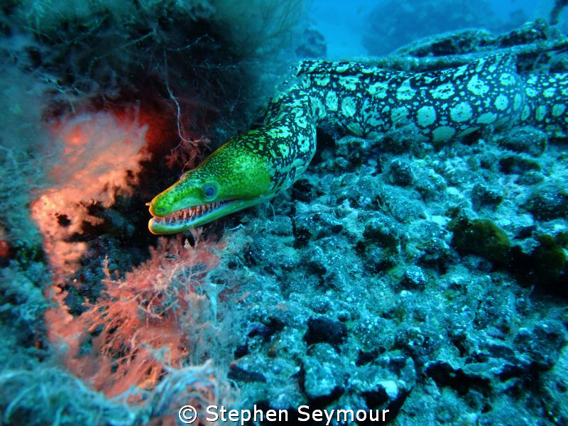 leopard eel by Stephen Seymour 