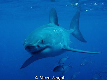shot taken while diving with Rodney Fox shark expeditions... by Steve Wright 