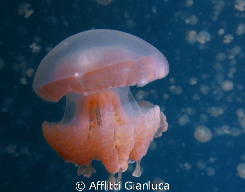 not nettle jellyfish by Afflitti Gianluca 