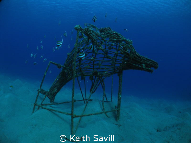 Dolphin shaped artifical reef with Bannerfish by Keith Savill 