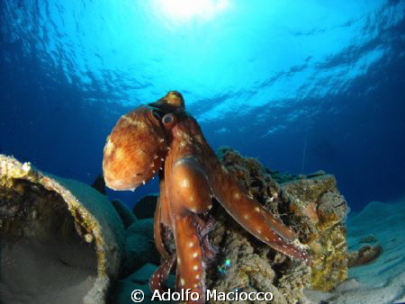 Octopus showing off take 2 by Adolfo Maciocco 