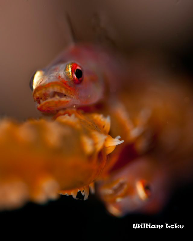 This 2 Gobies was shot in Manado with a Canon 40D. Lens u... by William Loke 