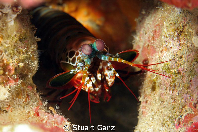 Mantis shrimp by Stuart Ganz 