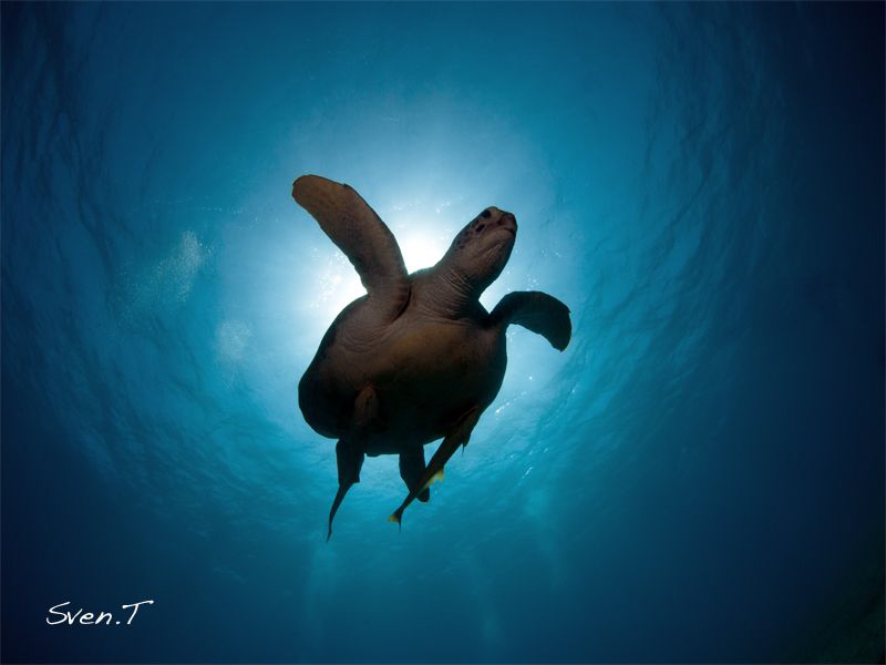 Green turtle by Sven Tramaux 