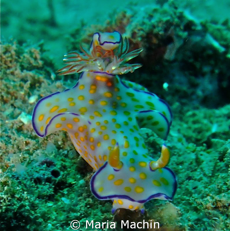 Thought this nudi was rather splendid, unsure as to its n... by Maria Machin 