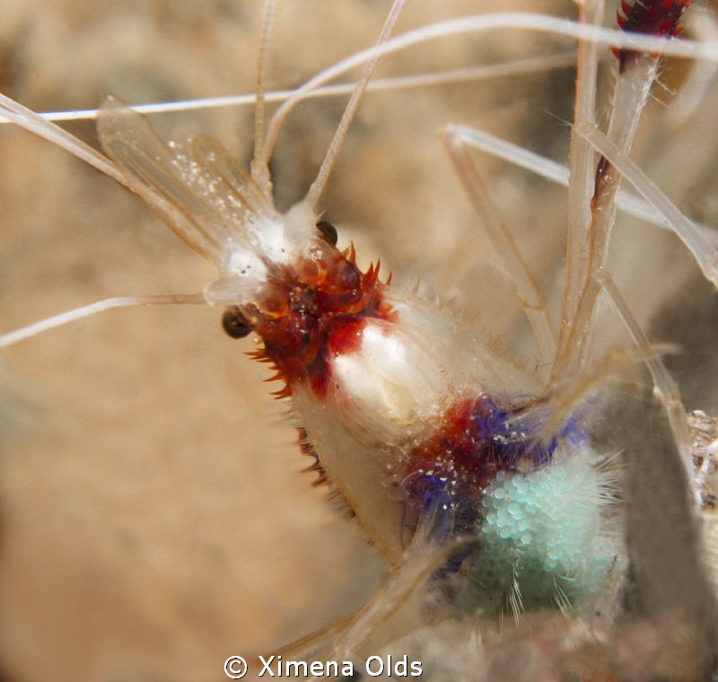 Cleaner Shrimp with Eggs. Olympus Sp350 by Ximena Olds 
