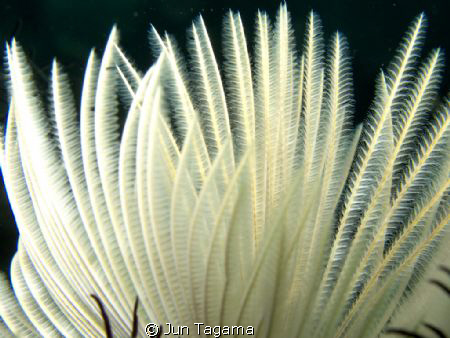 Feather duster worm - G12 + UCL165 by Jun Tagama 