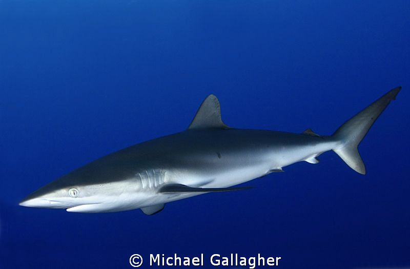Silky shark in the blue, Sudan by Michael Gallagher 