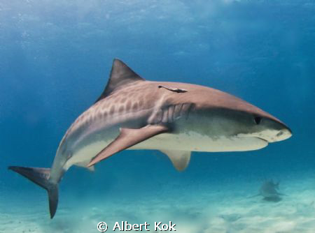 Tiger shark showing her nice skin pattern by Albert Kok 