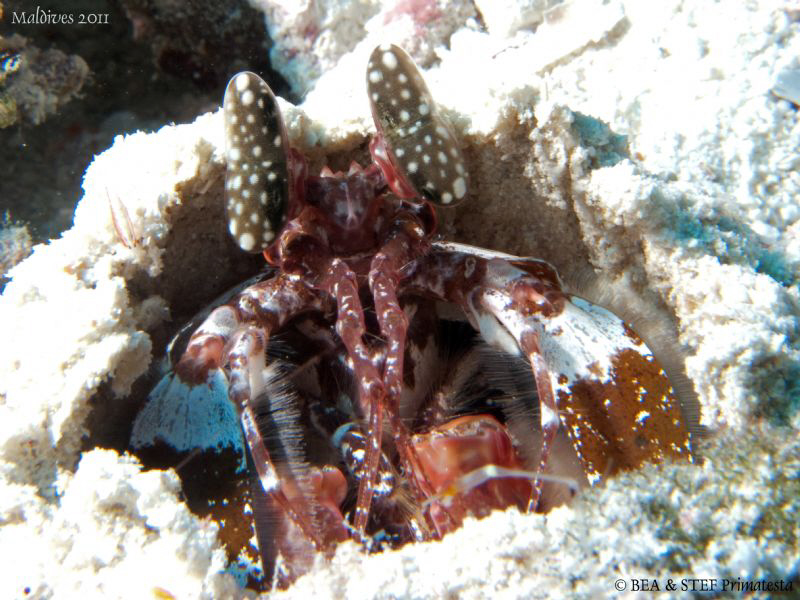Mantis shrimp (Lissiosquillina sp.) by Bea & Stef Primatesta 