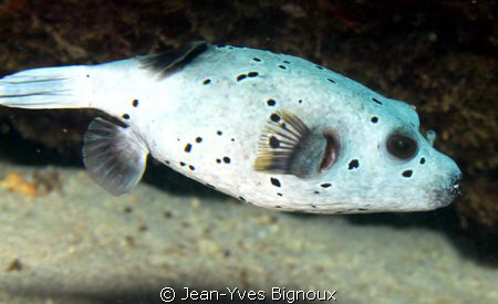 Balaclava Mauritius Puffer Fish 60mm macro 7D EOS Canon by Jean-Yves Bignoux 