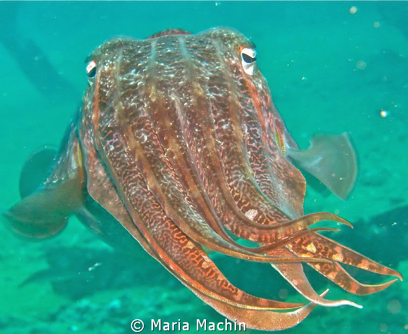 This curious fellow was found on The Boonsung Wreck. by Maria Machin 