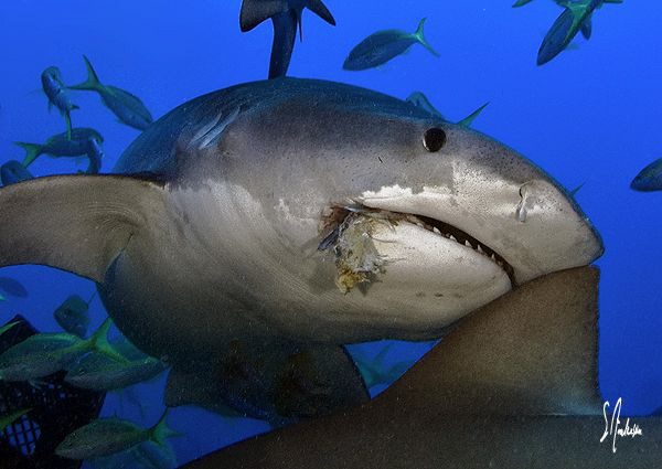 This Tiger Shark needed a snack and moved in for a bite. ... by Steven Anderson 