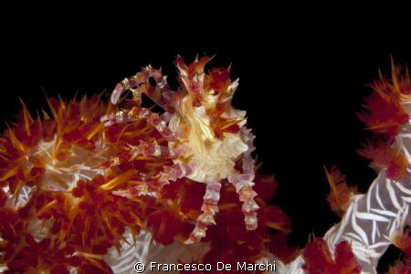 Candy crab on dendronephthya soft coral - Anilao, Philipp... by Francesco De Marchi 