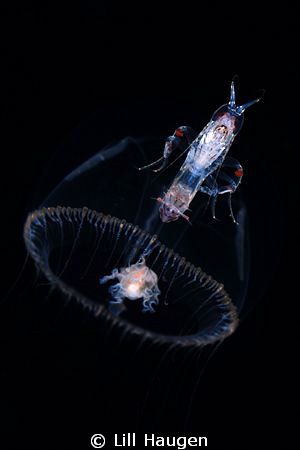 Hyperid amphipod getting a free ride on a (rather small) ... by Lill Haugen 