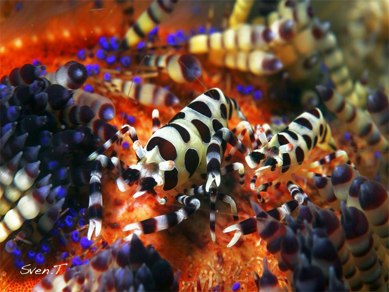 Coleman shrimp, Periclimenes colemani, Lembeh by Sven Tramaux 