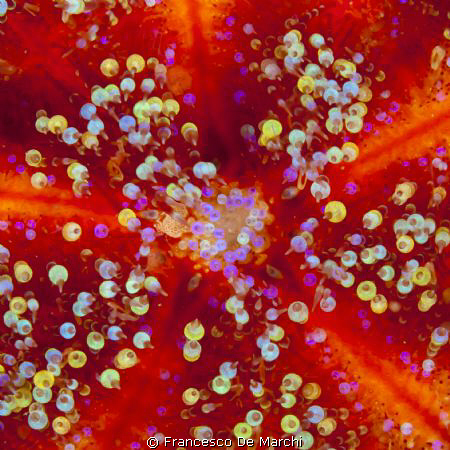 Fire urchin close-up - abstract by Francesco De Marchi 