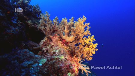 Soft Coral, Coral Sea, Australia. Taken with HDCAM high d... by Pawel Achtel 