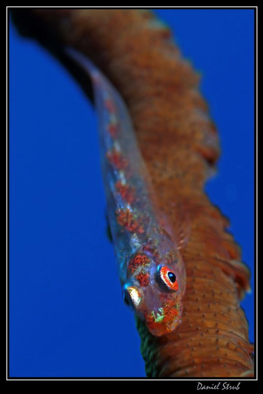Whip coral gobbie :-D - Marsa Nakari house reef, zodiac n... by Daniel Strub 