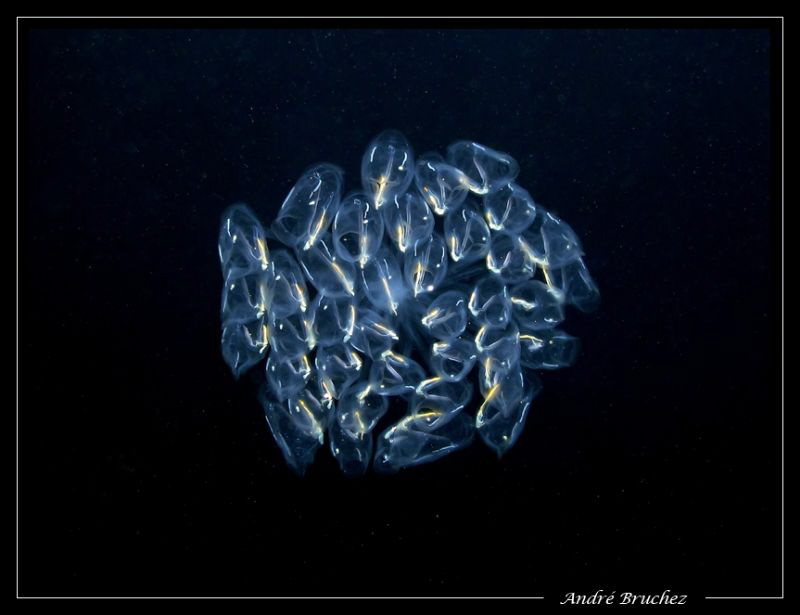 vie de nuit... Je pense que c'est une espèce de plancton. by André Bruchez 