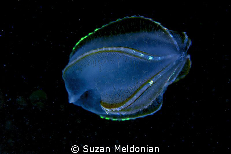 possibly Beroe's Comb Jelly by Suzan Meldonian 