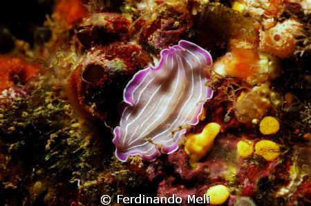 Prosthaeceraeus giesbrecthii (underwater worm) by Ferdinando Meli 