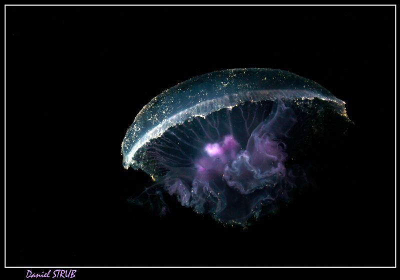 Jellyfish - on the first dive, the Marsa was filled with ... by Daniel Strub 