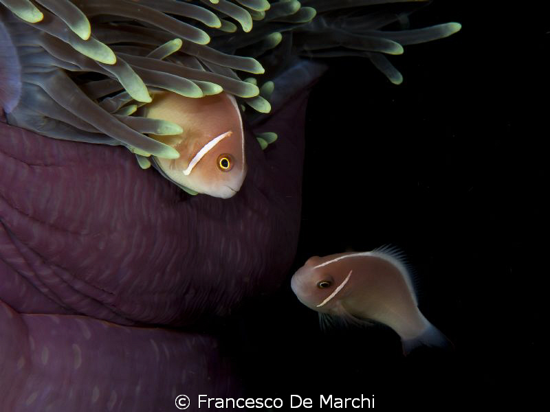 Purple home for two orange clown fishes
Canon EOS 450D +... by Francesco De Marchi 
