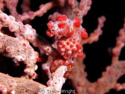 pygmy seahorse by Steve Wright 