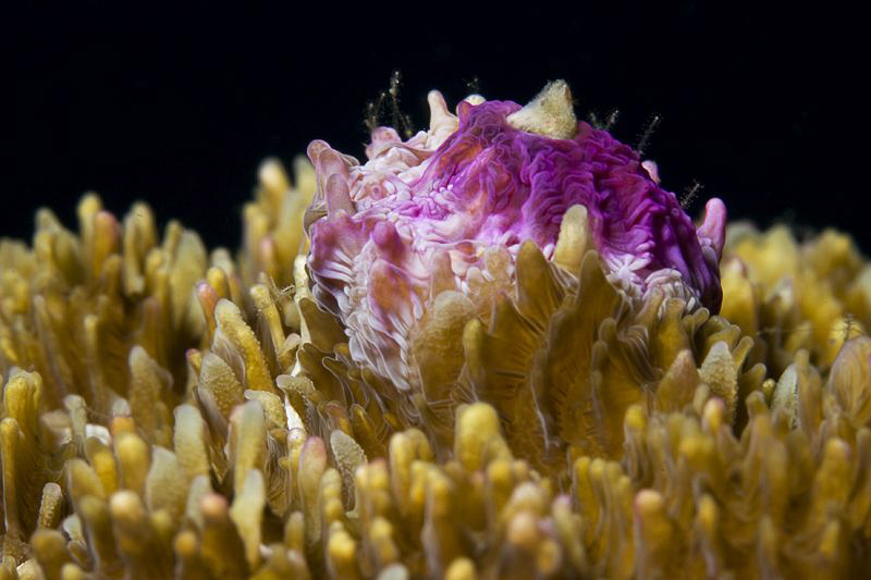 STONY

Stony Corals - Scleractinia - Steinkorallen

 by Jörg Menge 