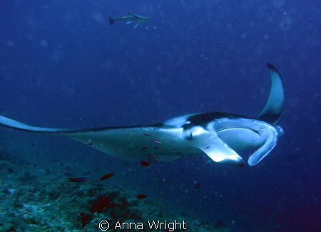 A manta, up close and personal, near Moofushi taken with ... by Anna Wright 