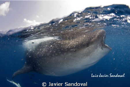 whale shark @ isla mujeres Mèxico by Javier Sandoval 