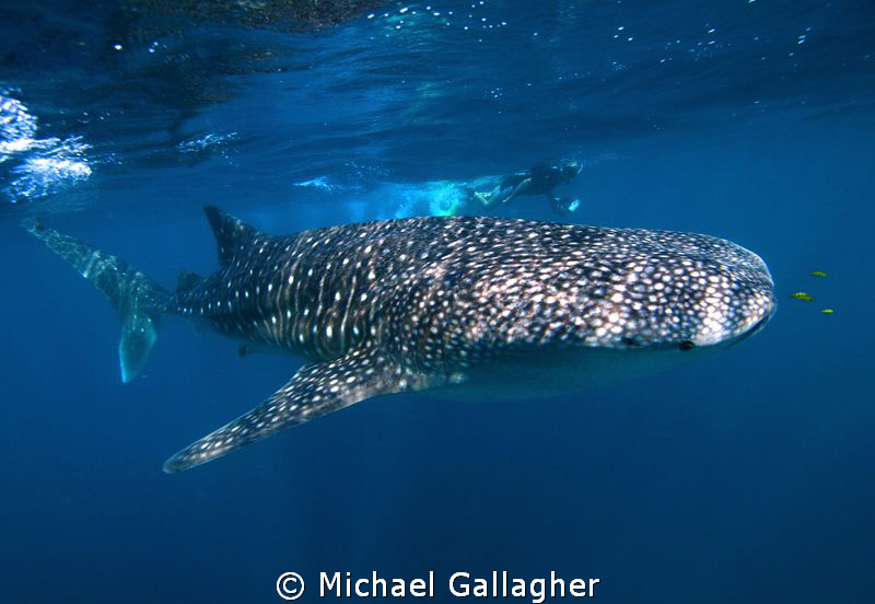 Whale shark and snorkeller, Djibouti by Michael Gallagher 