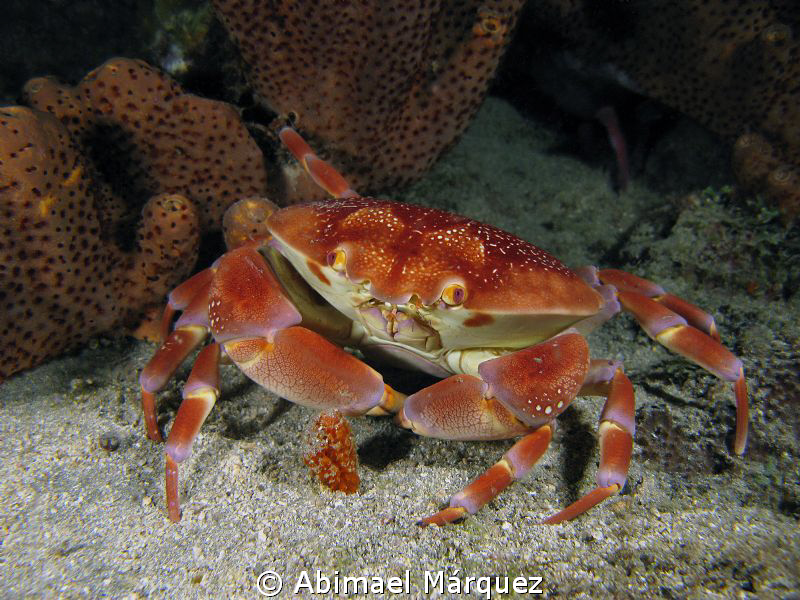 Coral Crab by Abimael Márquez 