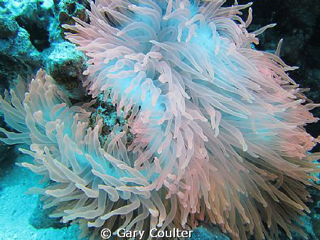 The most beautiful anemone that I have ever seen. It's al... by Gary Coulter 