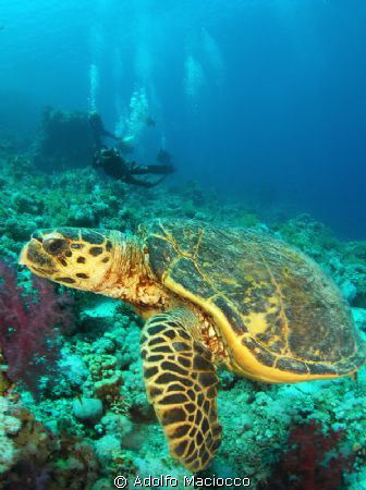 Hawksbill turtle at Ras Mohamed national park by Adolfo Maciocco 