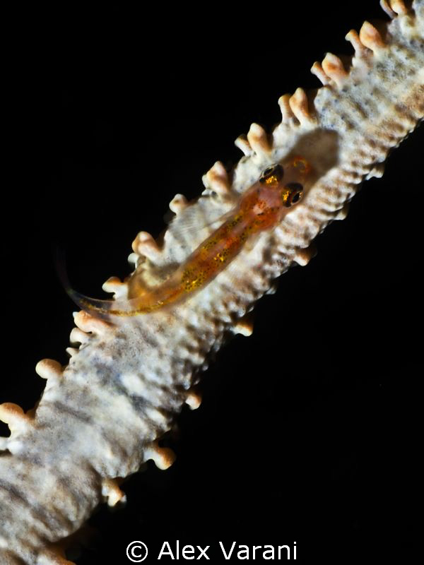 Goby on whip coral by Alex Varani 