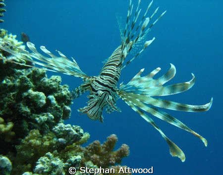 Lion fish on Abu Galaw small, Red Sea by Stephan Attwood 